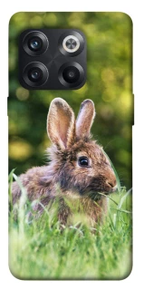 Чохол на OnePlus 10T Кролики фото 1 з 1