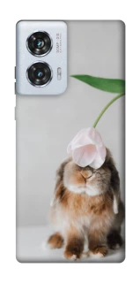 Чохол на Motorola Edge 50 Fusion Bunny фото 1 з 1