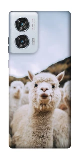 Чохол на Motorola Edge 50 Fusion Лама фото 1 з 1