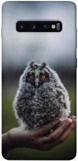 Чохол на Samsung Galaxy S10+ Совеня фото 1 з 1