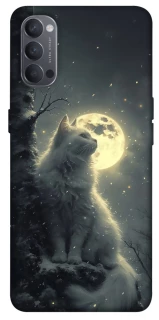 Чехол на Oppo Reno 4 Кот под луной фото 1 из 1