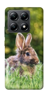 Чехол на Xiaomi 14T Кролики фото 1 из 1