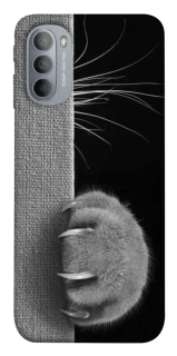 Чехол на Motorola Moto G31 Spy Cat фото 1 из 1