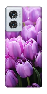 Чехол на Motorola Edge 50 Fusion Фиолетовые тюльпаны фото 1 из 1