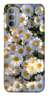 Чохол на Motorola Moto G31 Поле ромашок фото 1 з 1