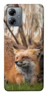 Чехол на Motorola Moto G14 Лиса фото 1 из 1