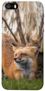 Чехол на Apple iPhone 5/5S/SE Лиса фото 1 из 1