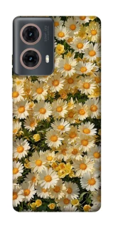 Чехол на Motorola Moto G85 Camomile фото 1 из 1
