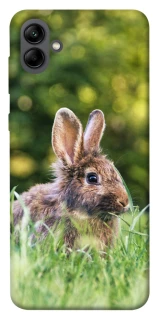 Чехол на Samsung Galaxy A04 Кролики фото 1 из 1