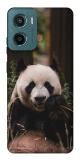 Чохол на Motorola Moto G06 Панда фото 1 з 1