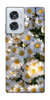 Чохол на Motorola Edge 50 Fusion Поле ромашок фото 1 з 1