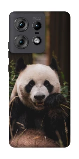 Чехол на Motorola Edge 50 Pro Панда фото 1 из 1