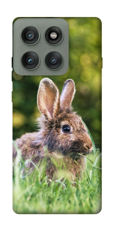 Чехол на Motorola Edge 60 Pro Кролики фото 1 из 1