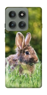 Чехол на Motorola Edge 60 Pro Кролики фото 1 из 1