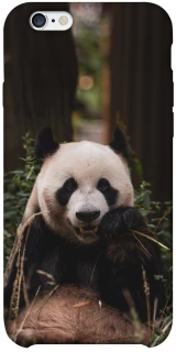 Чехол на Apple iPhone 6/6s plus (5.5") Панда фото 1 из 1