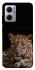 Чехол на Xiaomi Redmi Note 11E Leopard v4 фото 1 из 1
