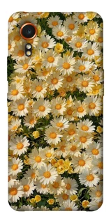 Чохол на Samsung Galaxy Xcover7 Camomile фото 1 з 1