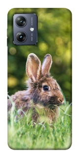 Чохол на Motorola Moto G54 Кролики фото 1 Чохол на Motorola Moto G54 Кролики фото 1 з 1
