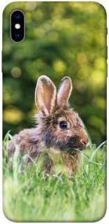 Чехол на Apple iPhone XS Max (6.5") Кролики фото 1 из 1