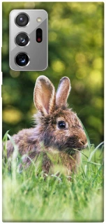 Чехол на Samsung Galaxy Note 20 Ultra Кролики фото 1 из 1