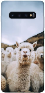 Чохол на Samsung Galaxy S10+ Лама фото 1 з 1