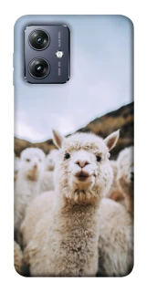 Чохол на Motorola Moto G54 Лама фото 1 Чохол на Motorola Moto G54 Лама фото 1 з 1