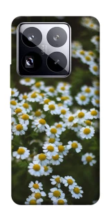 Чехол на Xiaomi 15 Pro Ромашки v13 фото 1 из 1