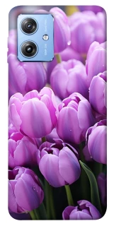 Чехол на Motorola Moto G84 Фиолетовые тюльпаны фото 1 из 1