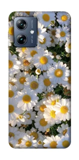 Чехол на Motorola Moto G54 Power Поле ромашек фото 1 из 1