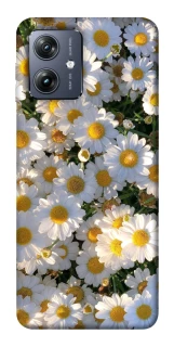 Чохол на Motorola Moto G54 Поле ромашок фото 1 Чохол на Motorola Moto G54 Поле ромашок фото 1 з 1