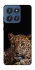 Чехол на Motorola Edge 60 Stylus Leopard v4 фото 1 из 1