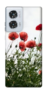 Чехол на Motorola Edge 50 Fusion Поле маков фото 1 из 1
