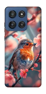 Чехол на Motorola Edge 60 Stylus Birdie фото 1 из 1