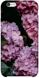Чохол на Apple iPhone 6/6s plus (5.5") Рожеві гартензії фото 1 з 1