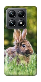Чохол на Xiaomi 14T Pro Кролики фото 1 з 1