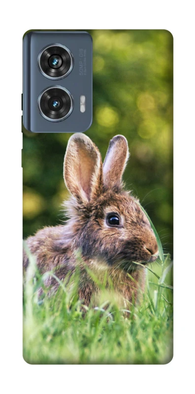 Чехол на Motorola Edge 50 Кролики фото 1 из 1