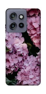 Чехол на Motorola Edge 50 Neo Розовые гартензии фото 1 из 1