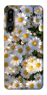 Чехол на Samsung Galaxy F16 Поле ромашек фото 1 из 1