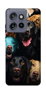 Чехол на Motorola Edge 50 Neo Собаки фото 1 из 1