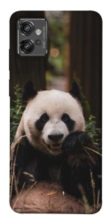 Чехол на Motorola Moto G32 Панда фото 1 из 1