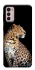 Чохол на Motorola Moto G42 Leopard v2 фото 1 з 1