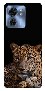 Чохол на Motorola Edge 40 Leopard v4 фото 1 з 1