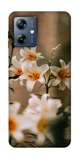 Чохол на Motorola Moto G54 Power Лілії фото 1 з 1