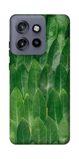 Чехол на Motorola Edge 50 Neo Листья фото 1 из 1