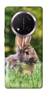 Чехол на Honor X9c Кролики фото 1 из 1