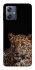 Чохол на Motorola Moto G54 Leopard v4 фото 1 Чохол на Motorola Moto G54 Leopard v4 фото 1 з 1