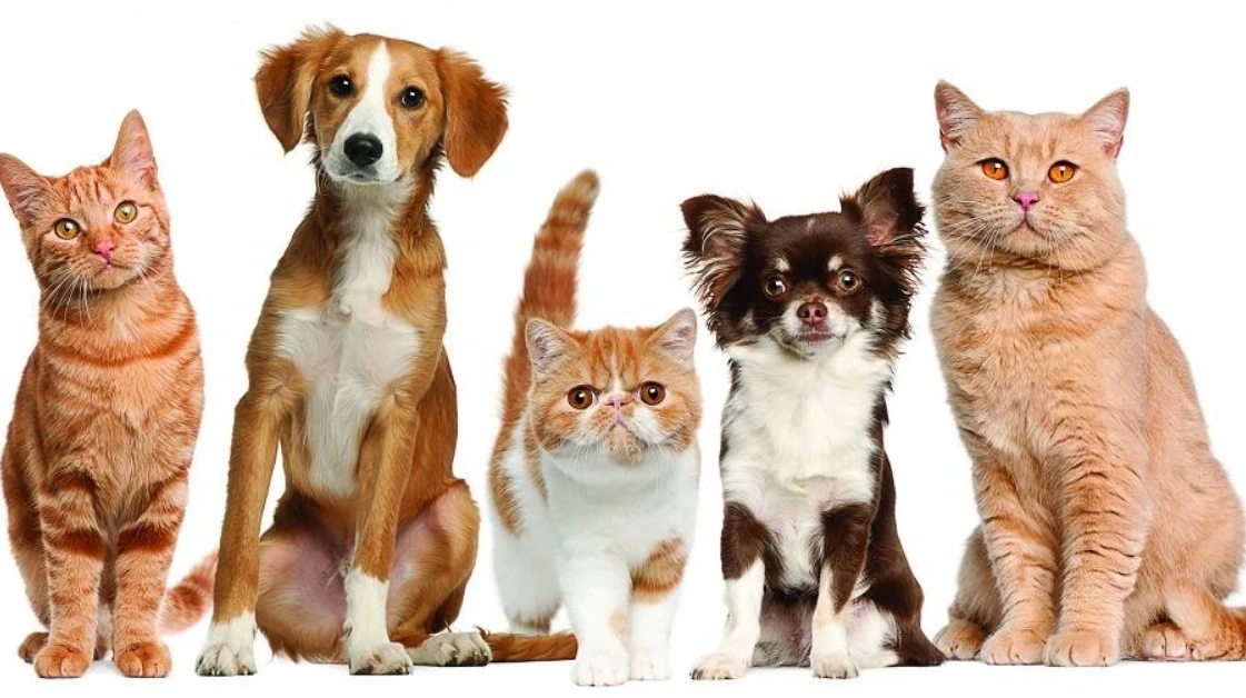 Международный день прав животных: зачем он нужен и почему касается каждого из нас фото 2