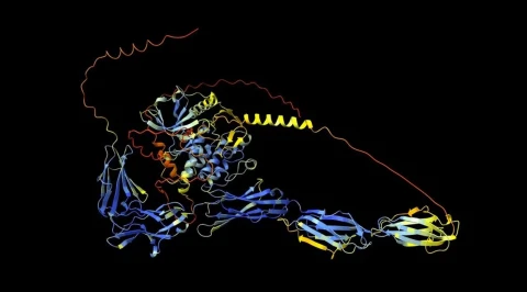 Австралиец использовал ChatGPT, чтобы помочь спасти собаку с раком