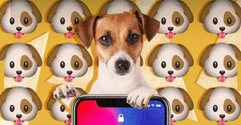 Додатки для собак — як зробити життя вихованця кращим?