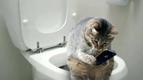 Листать TikTok, сидя на унитазе — плохая идея и вот почему